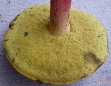 Lanmaoa pseudosensibilis image