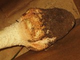 Amanita daucipes image