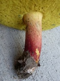 Lanmaoa pseudosensibilis image