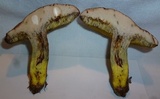 Lanmaoa pseudosensibilis image