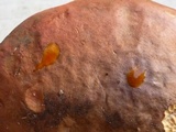 Lanmaoa pseudosensibilis image