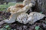 Bondarzewia berkeleyi image