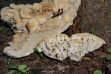Bondarzewia berkeleyi image