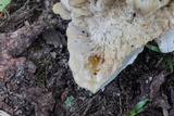 Bondarzewia berkeleyi image