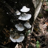 Trametes gibbosa image