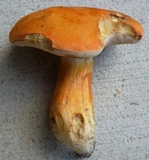 Tylopilus balloui image