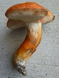 Gyroporus ballouii image