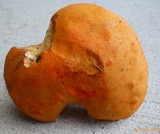 Tylopilus balloui image