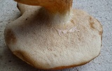 Gyroporus ballouii image