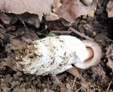 Amanita sect. Vaginatae image