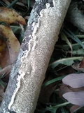 Irpex lacteus image
