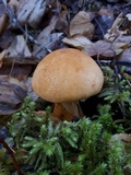 Phaeolepiota aurea image