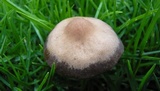Panaeolus cinctulus image