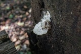 Tyromyces galactinus image