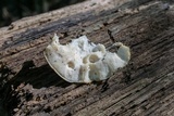 Tyromyces galactinus image