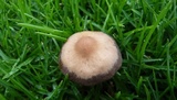 Panaeolus cinctulus image