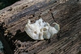 Tyromyces galactinus image