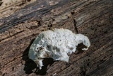 Tyromyces galactinus image