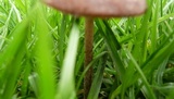 Panaeolus cinctulus image