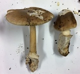 Amanita simulans image