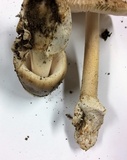 Amanita simulans image
