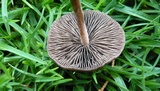 Panaeolus cinctulus image