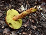 Leccinum rubropunctum image