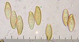 Leccinum rubropunctum image