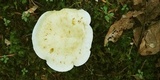 Lactarius piperatus image