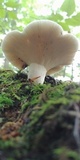Lactarius piperatus image