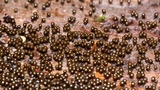 Trichia decipiens image
