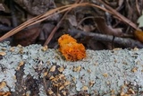 Naematelia aurantia image