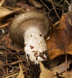 Hygrophorus fuligineus image