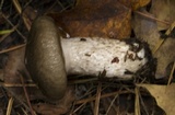 Hygrophorus fuligineus image
