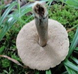 Tylopilus sordidus image