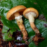 Suillus cothurnatus image