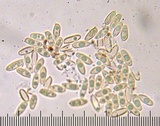 Suillus cothurnatus image