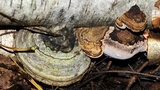 Fomes excavatus image