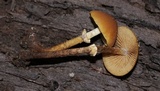 Conocybe rugosa image