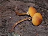Conocybe rugosa image