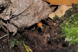 Conocybe rugosa image