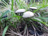 Panaeolus cyanescens image