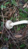 Agaricus deardorffensis image