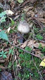 Agaricus deardorffensis image