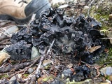 Polyozellus multiplex image