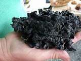 Polyozellus multiplex image