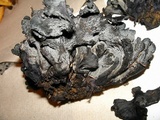 Polyozellus multiplex image