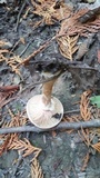 Armillaria solidipes image