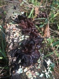 Phaeotremella frondosa image