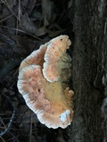 Laetiporus cincinnatus image